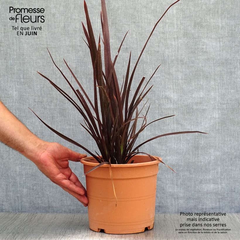 Amostra de Phormium tenax Special Red Vaso de 4 L/5 L tal como entregue no verão