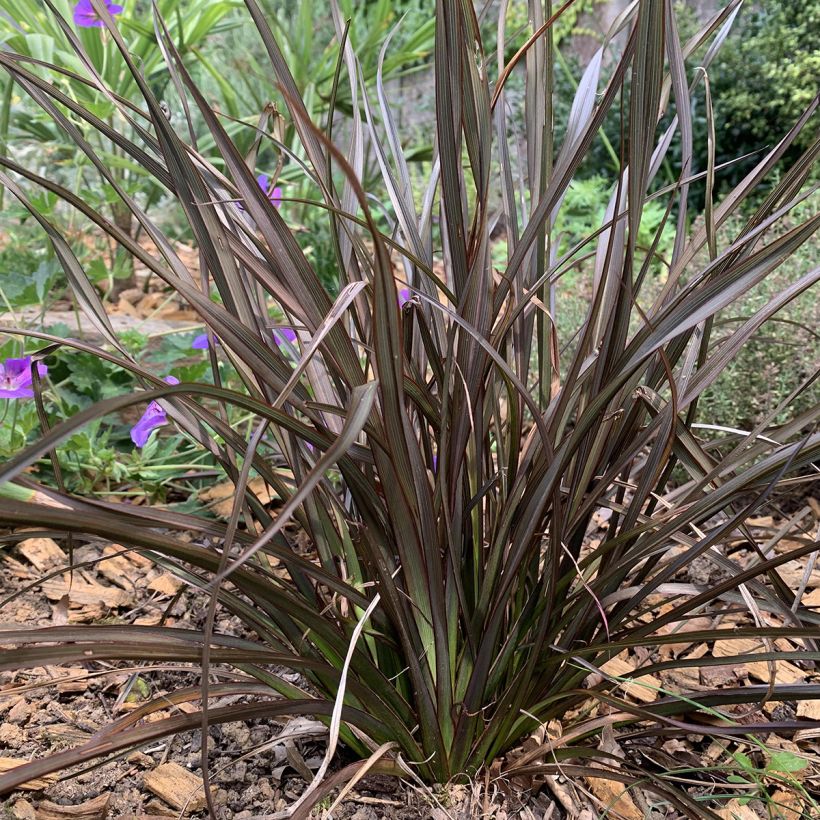 Phormium tenax Special Red (Hábito)