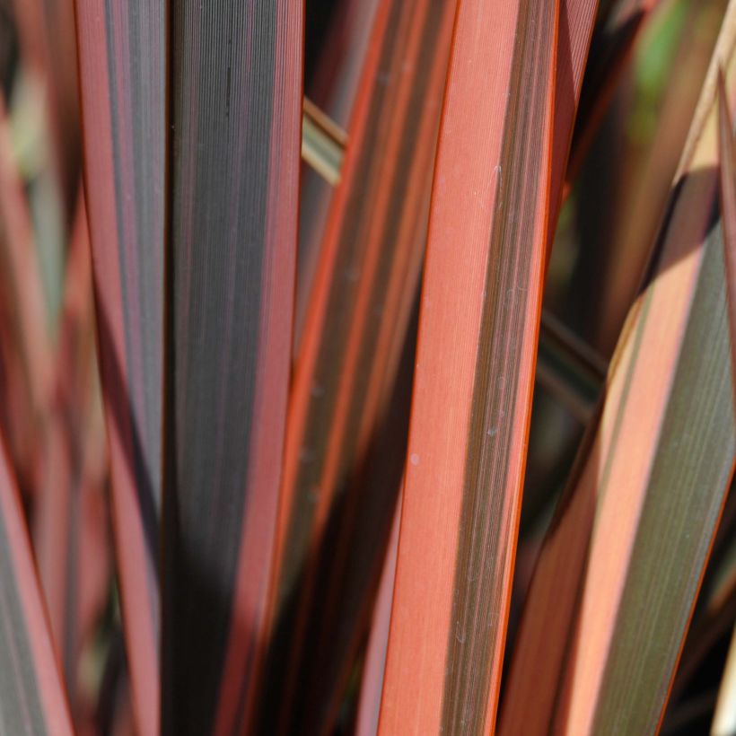 Phormium tenax Sundowner (Folhagem)