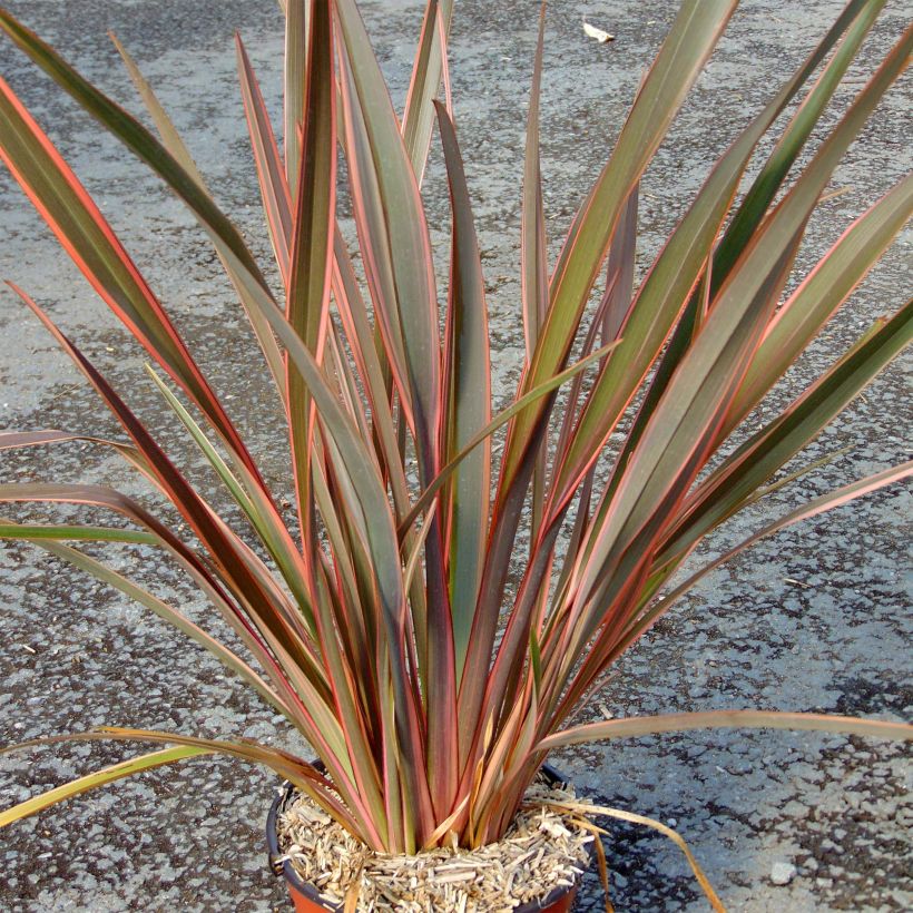 Phormium tenax Sundowner (Hábito)