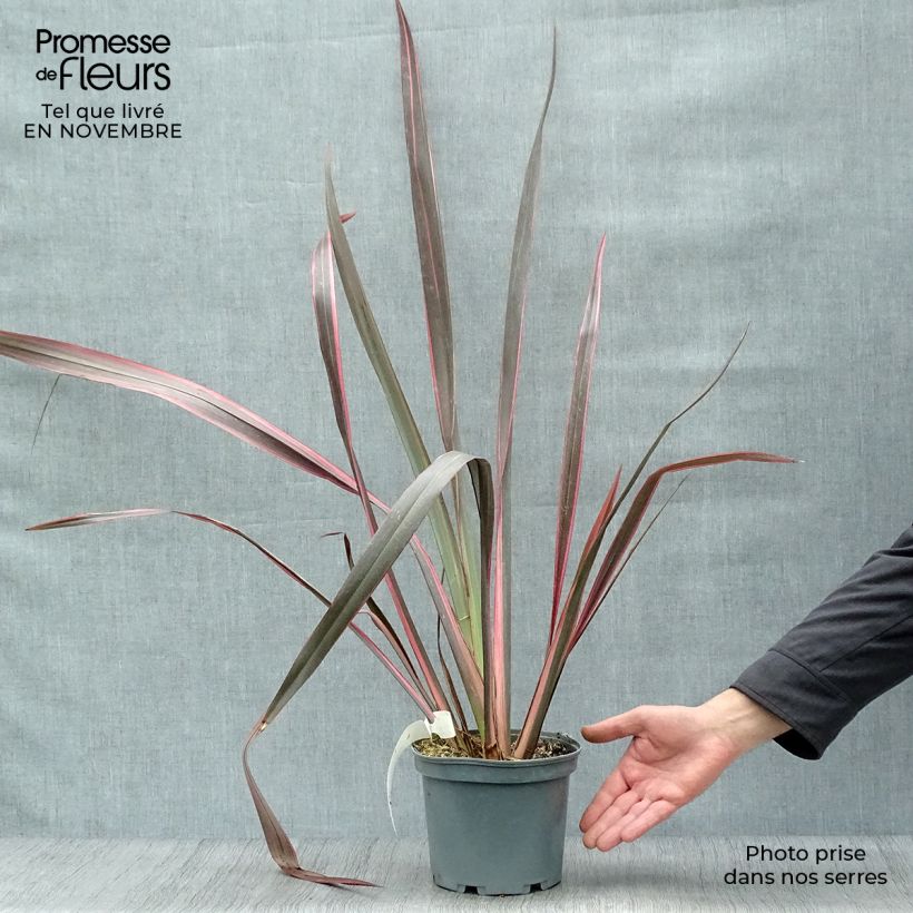 Amostra de Phormium tenax Sundowner Vaso de 2 L/3 L tal como entregue no outono