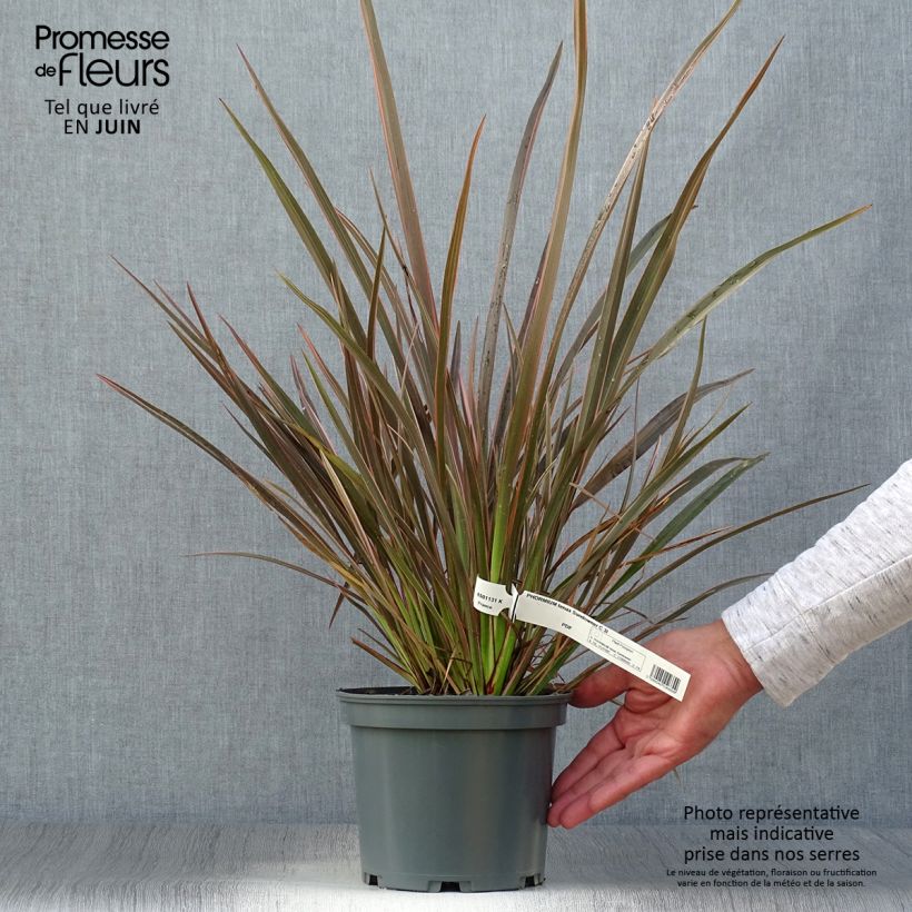 Amostra de Phormium tenax Sundowner Vaso de 2 L/3 L tal como entregue no verão