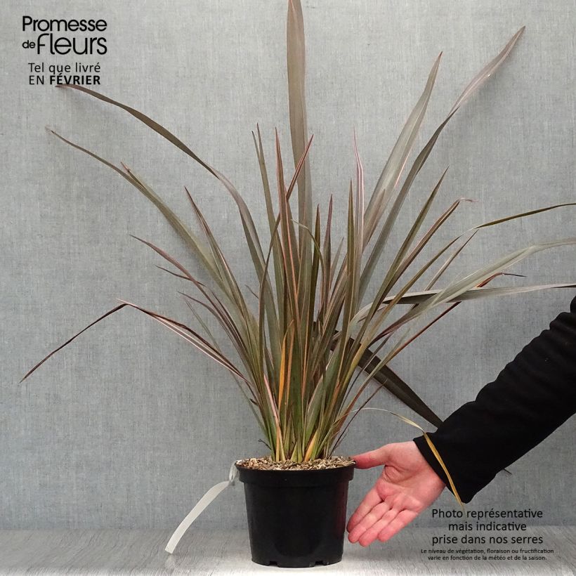 Amostra de Phormium tenax Sundowner Vaso de 2 L/3 L tal como entregue no inverno