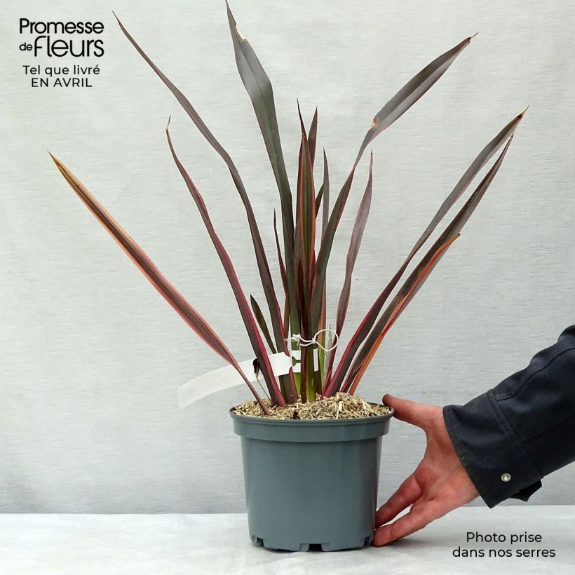 Amostra de Phormium tenax Sundowner Vaso de 2 L/3 L tal como entregue na primavera