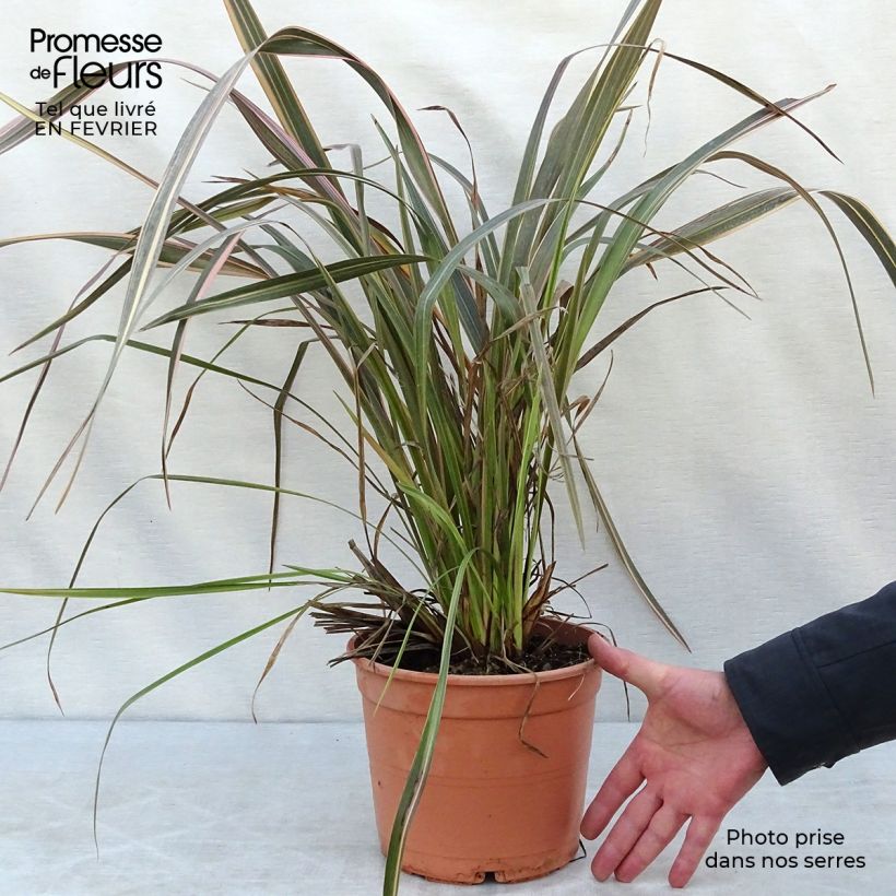Amostra de Phormium tenax Sundowner Vaso de 4 L/5 L tal como entregue no inverno