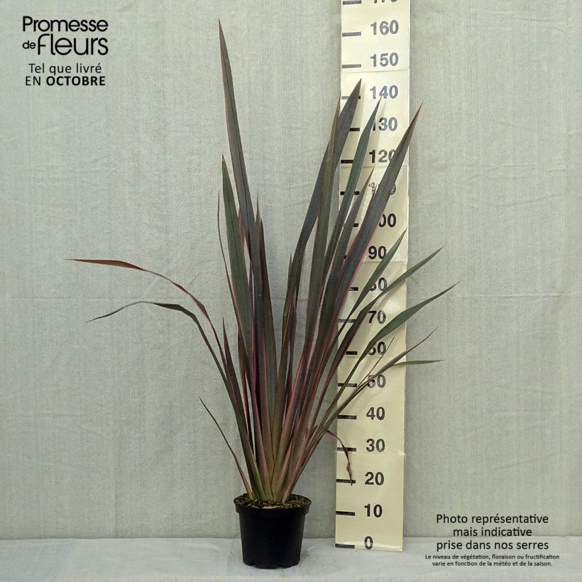Amostra de Phormium tenax Sundowner Vaso de 4 L/5 L tal como entregue no outono