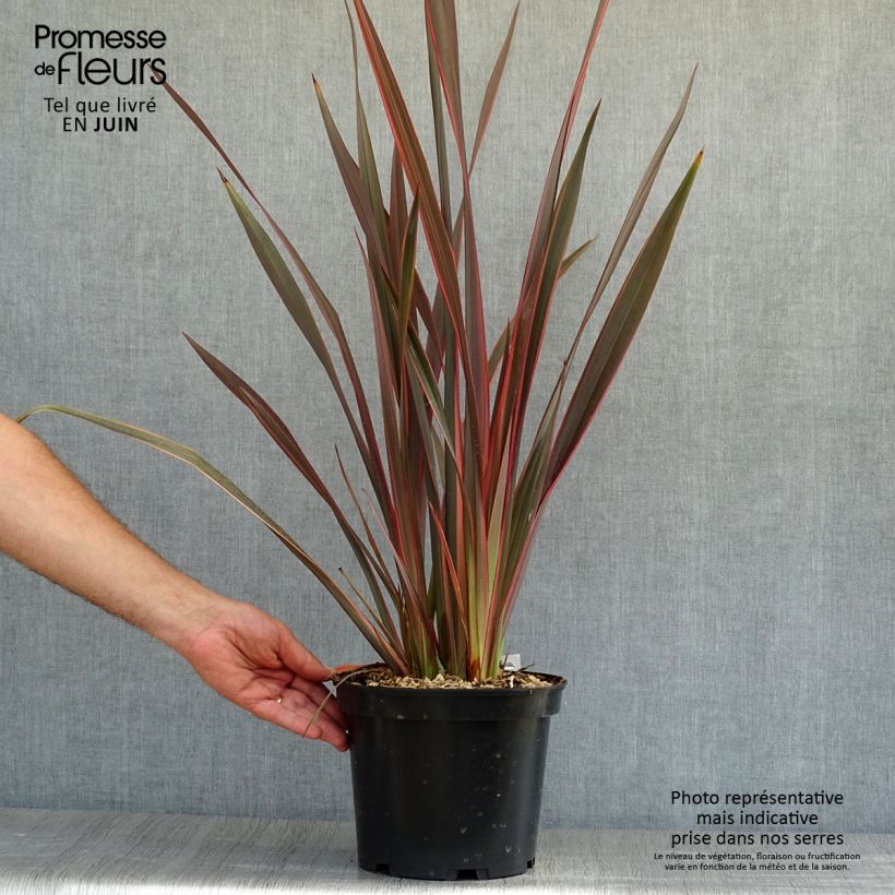 Amostra de Phormium tenax Sundowner Vaso de 4 L/5 L tal como entregue no verão