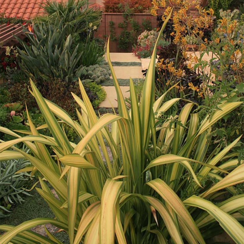Phormium tenax Yellow Wave (Hábito)