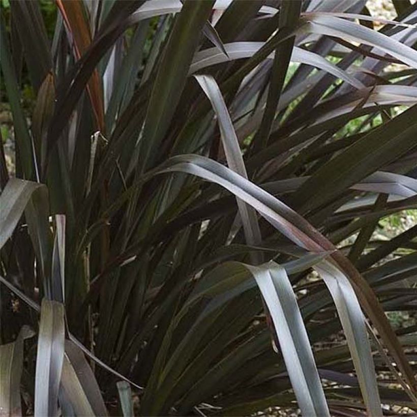Phormium cookianum Black Adder (Folhagem)