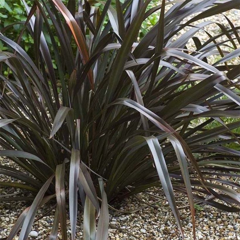 Phormium cookianum Black Adder (Hábito)