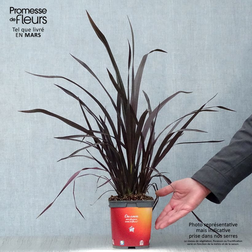 Amostra de Phormium cookianum Black Adder Vaso de 2 L/3 L tal como entregue na primavera