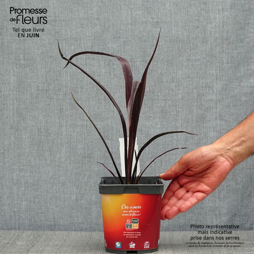 Amostra de Phormium cookianum Black Adder Vaso de 2 L/3 L tal como entregue no verão