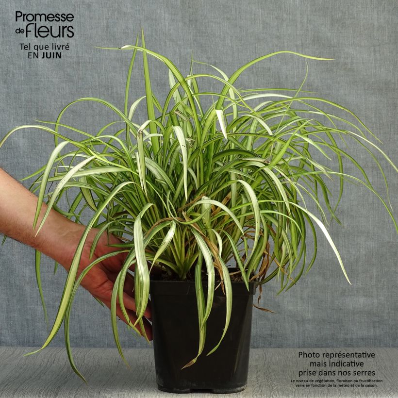 Amostra de Phormium cookianum Blondie Vaso de 4 L/5 L tal como entregue no verão