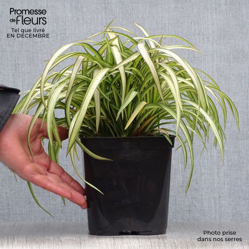Amostra de Phormium cookianum Blondie - Lin de Nouvelle-Zélande Pot de 4L/5L tal como entregue no inverno
