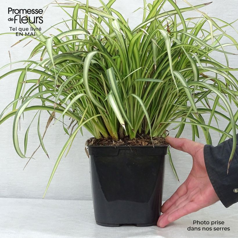 Amostra de Phormium cookianum Blondie Vaso de 4 L/5 L tal como entregue na primavera