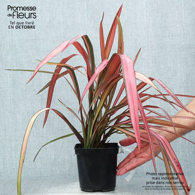 Amostra de Phormium cookianum Maori Maiden Vaso de 3 L/4 L tal como entregue no outono
