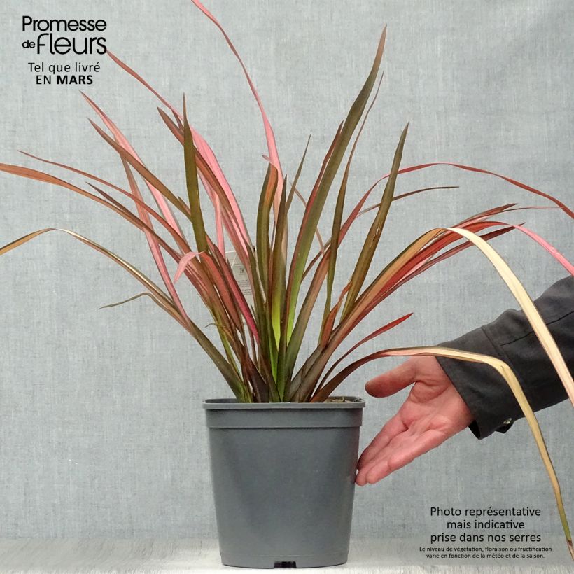 Amostra de Phormium cookianum Maori Maiden Vaso de 3 L/4 L tal como entregue na primavera