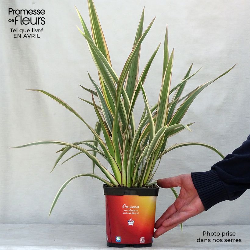 Amostra de Phormium cookianum Tricolor Vaso de 1,5 L/2 L tal como entregue na primavera