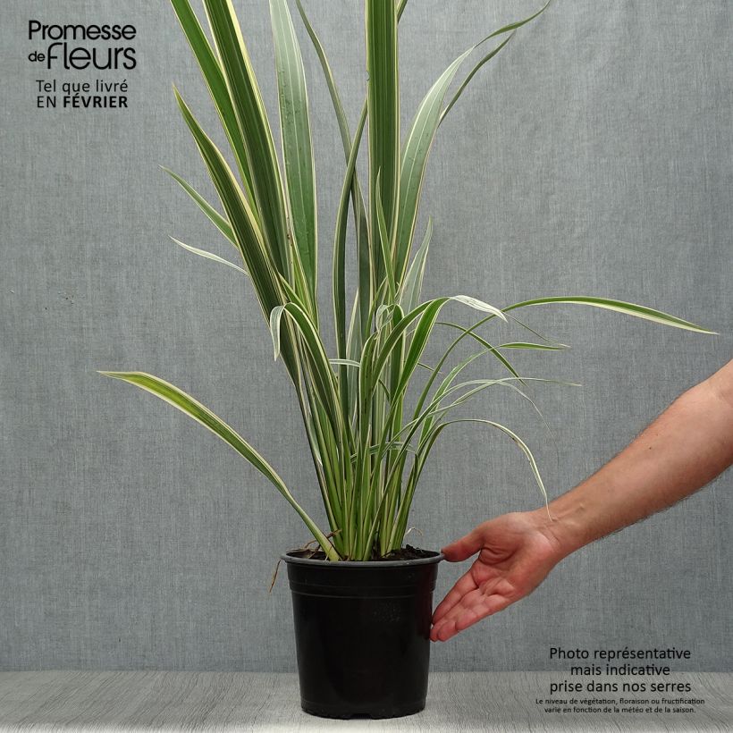 Amostra de Phormium cookianum Tricolor Vaso de 3 L/4 L tal como entregue no outono