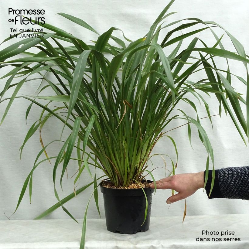 Amostra de Phormium cookianum Tricolor Vaso de 3 L/4 L tal como entregue no inverno