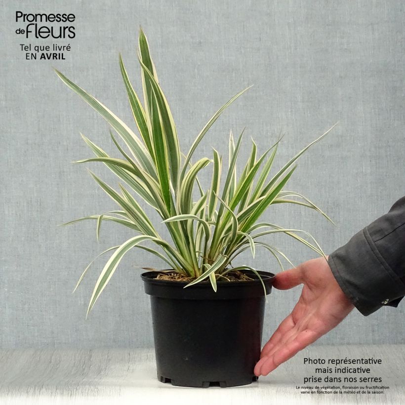 Amostra de Phormium cookianum Tricolor Vaso de 3 L/4 L tal como entregue na primavera