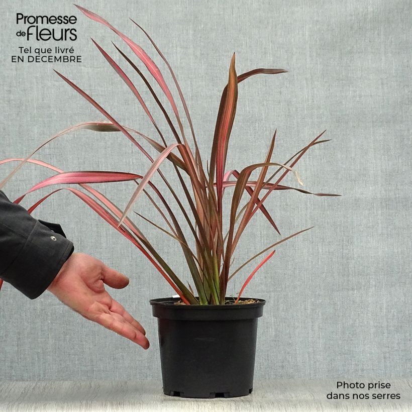 Amostra de Phormium tenax Evening Glow - Lin de Nouvelle-Zélande Vaso de 2 L/3 L tal como entregue no inverno