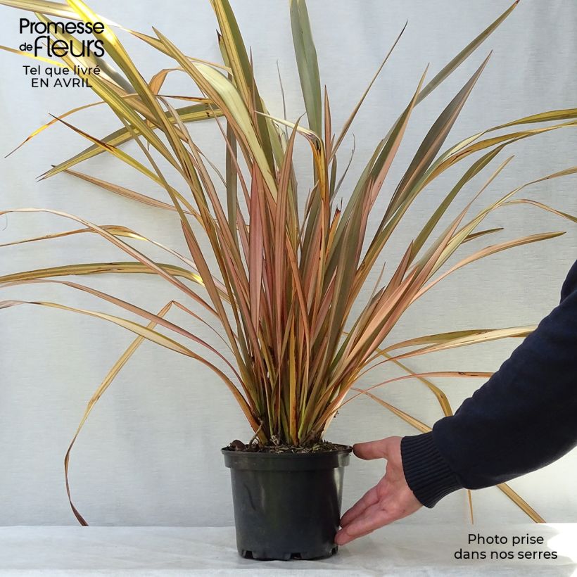 Amostra de Phormium tenax Evening Glow Vaso de 2 L/3 L tal como entregue na primavera
