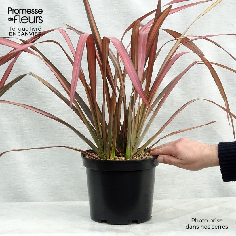 Amostra de Phormium tenax Evening Glow - Lin de Nouvelle-Zélande Vaso de 4 L/5 L tal como entregue no inverno