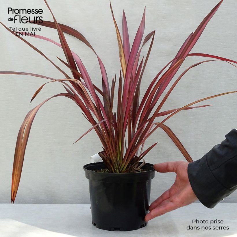 Amostra de Phormium tenax Evening Glow Vaso de 4 L/5 L tal como entregue na primavera