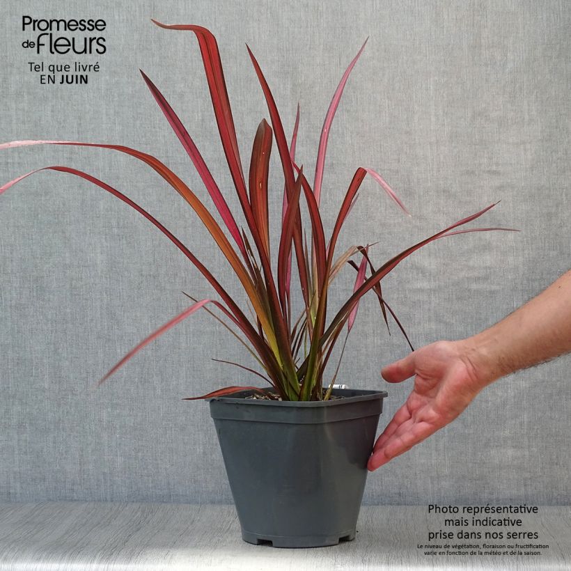 Amostra de Phormium tenax Evening Glow Vaso de 4 L/5 L tal como entregue no verão