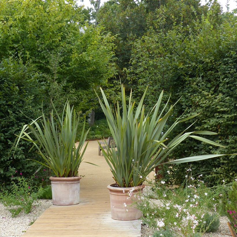 Phormium tenax (Hábito)