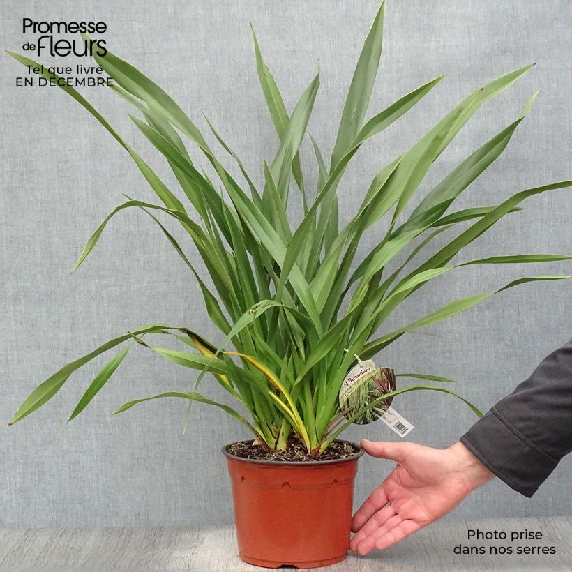 Amostra de Phormium tenax - Lin de Nouvelle-Zélande Vaso de 2 L/3 L tal como entregue no inverno