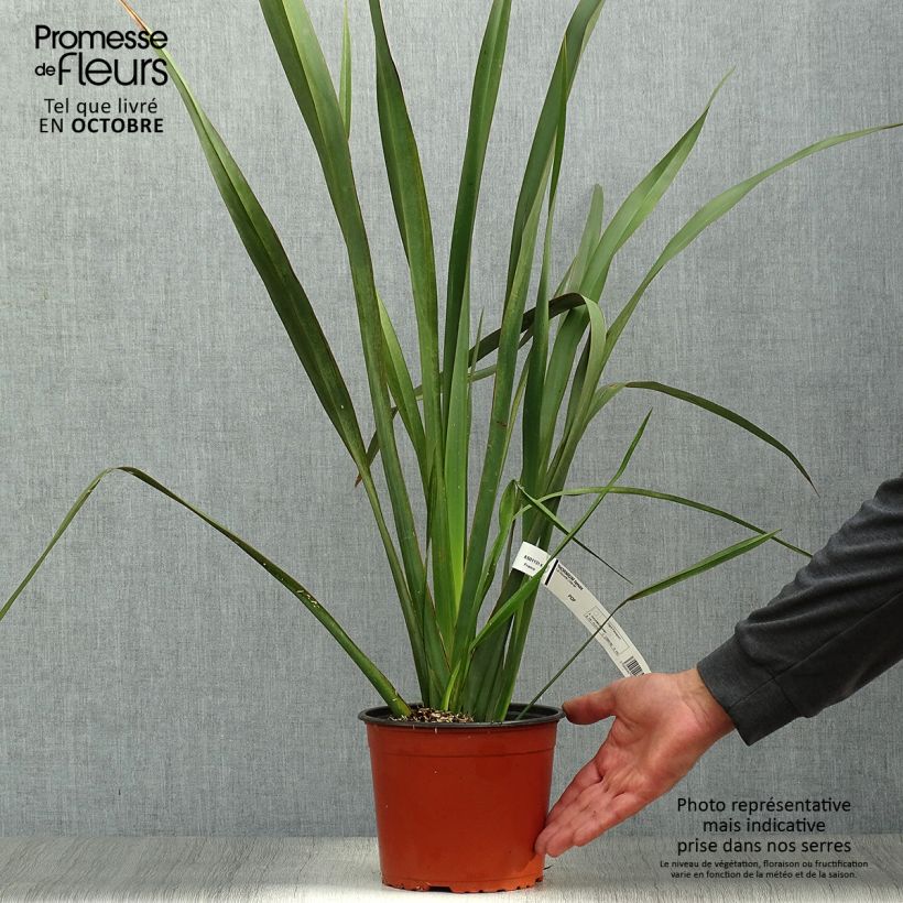 Amostra de Phormium tenax Vaso de 2 L/3 L tal como entregue no outono