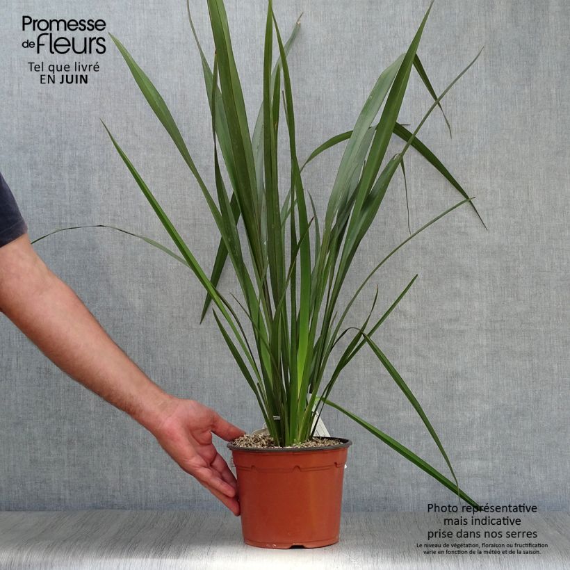 Amostra de Phormium tenax Vaso de 2 L/3 L tal como entregue no verão