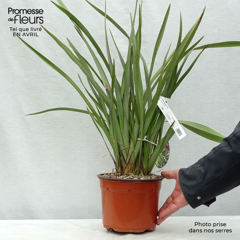 Amostra de Phormium tenax Vaso de 2 L/3 L tal como entregue na primavera