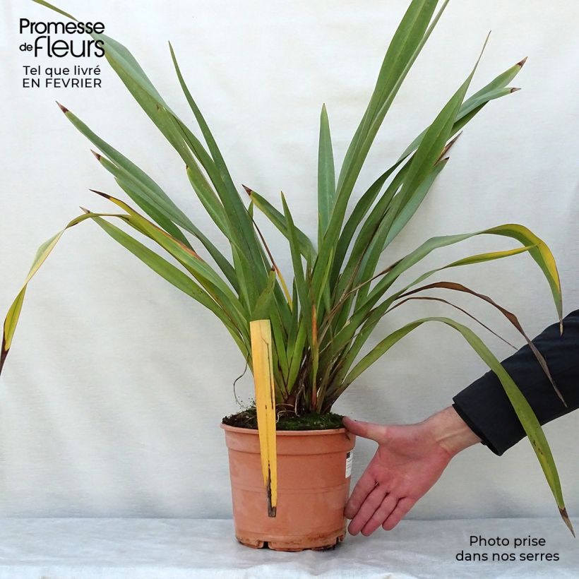 Amostra de Phormium tenax - Lin de Nouvelle-Zélande Vaso de 4 L/5 L tal como entregue no inverno