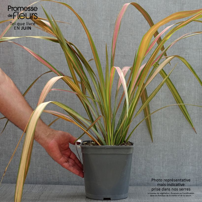 Amostra de Phormium tenax Vaso de 4 L/5 L tal como entregue no verão