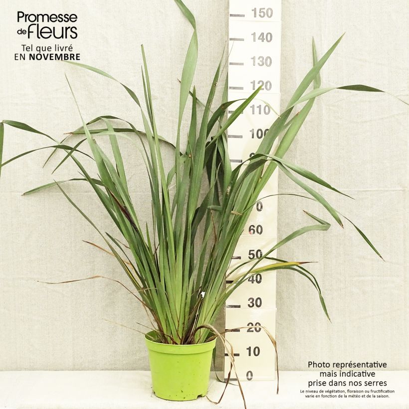 Amostra de Phormium tenax Vaso de 7,5 L/10 L tal como entregue no outono