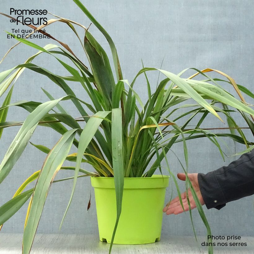 Amostra de Phormium tenax - Lin de Nouvelle-Zélande Vaso de 7,5 L/10 L tal como entregue no inverno