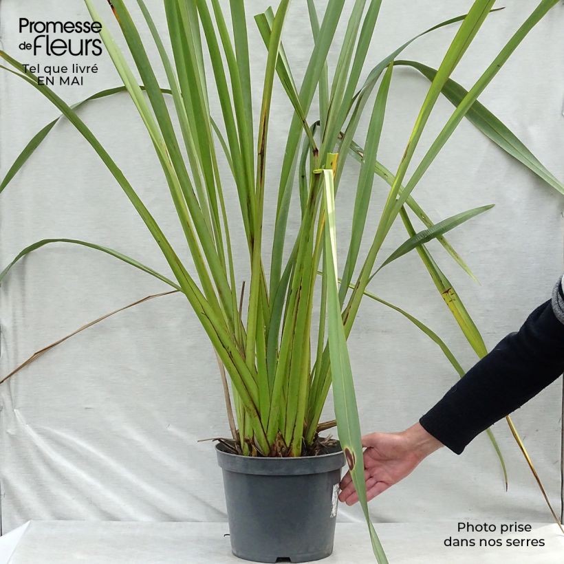 Amostra de Phormium tenax Vaso de 7,5 L/10 L tal como entregue na primavera