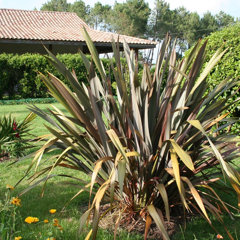 Phormium tenax Purpureum (Hábito)