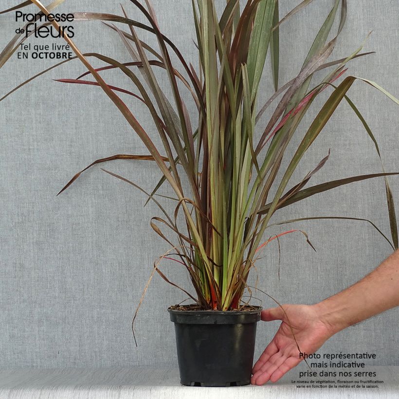 Amostra de Phormium tenax Purpureum Vaso de 2 L/3 L tal como entregue no outono