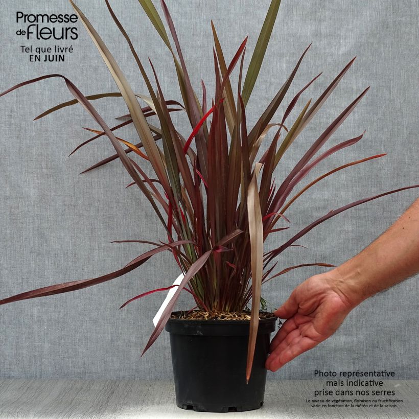 Amostra de Phormium tenax Purpureum Vaso de 2 L/3 L tal como entregue no verão