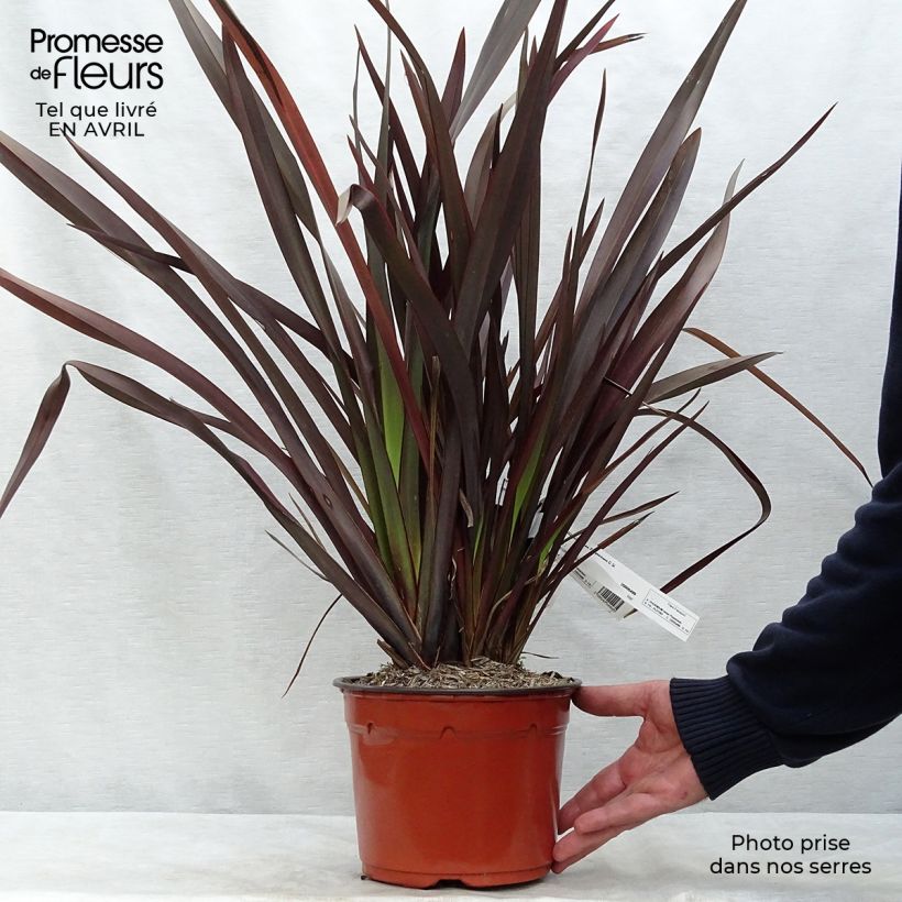 Amostra de Phormium tenax Purpureum Vaso de 2 L/3 L tal como entregue na primavera
