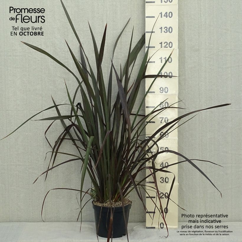 Amostra de Phormium tenax Purpureum Vaso de 7,5 L/10 L tal como entregue no outono