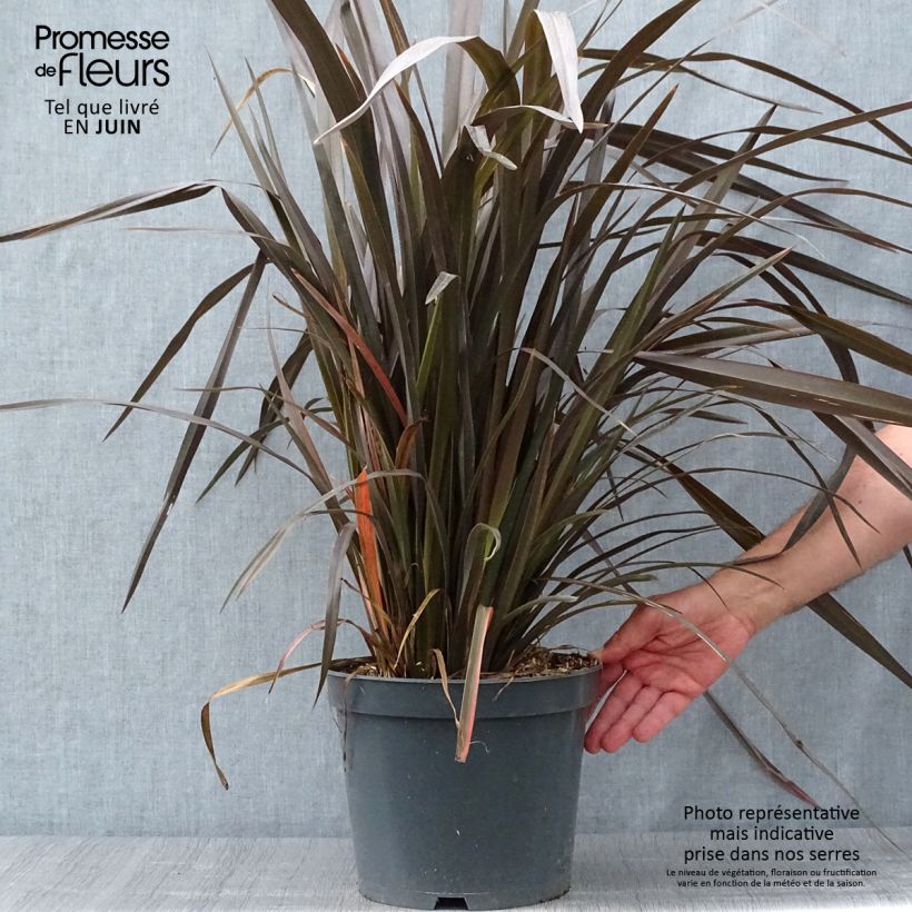 Amostra de Phormium tenax Purpureum Vaso de 7,5 L/10 L tal como entregue no verão