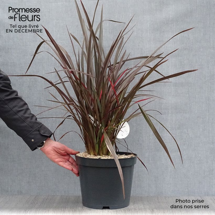 Amostra de Phormium tenax Purpureum - Lin de Nouvelle-Zélande Vaso de 7,5 L/10 L tal como entregue no inverno