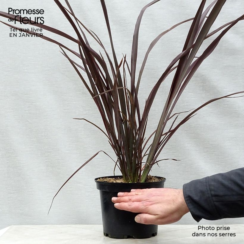 Amostra de Phormium tenax Purpureum - Lin de Nouvelle-Zélande Vaso de 2 L/3 L tal como entregue no inverno