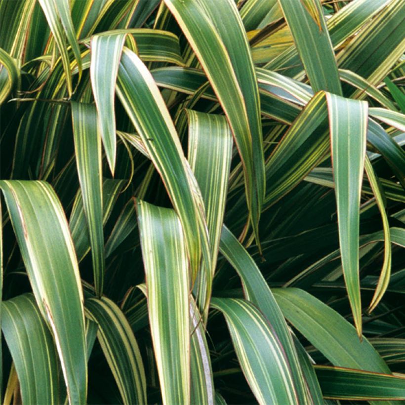 Phormium tenax Variegatum (Folhagem)