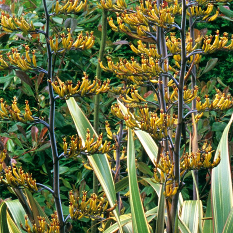 Phormium tenax Variegatum (Floração)